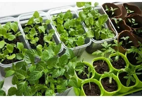 بهترین نشا فلفل دلمه برای کشت تابستانه